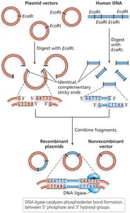 Making recombinant DNA molecules