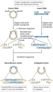 Directional cloning of DNA molecules