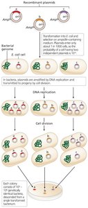 Amplifying recombinant DNA in E. coli