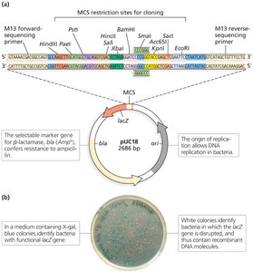 Plasmid vector features