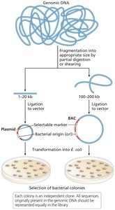 Construction of genomic libraries
