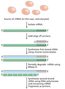 Construction of cDNA libraries (part 1)