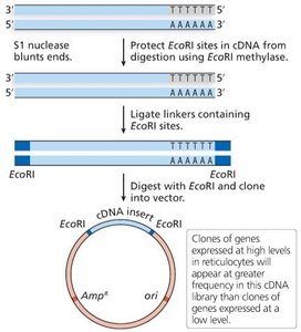 Construction of cDNA libraries (part 2)