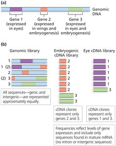 Composition of cDNA libraries