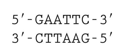 EcoRI recognition sequence