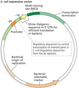 Features of E. coli expression vectors