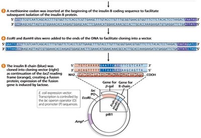 Cloning and expression of insulin B chain