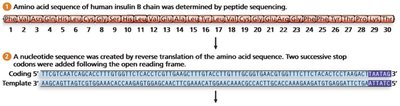 Amino acid and nucleotide sequence of insulin B chain