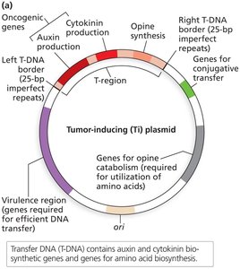 Ti plasmid structure
