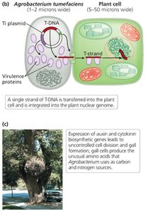 Agrobacterium-mediated plant transformation and crown gall disease