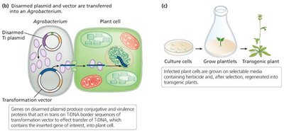 Reengineering the Ti plasmid to create transgenic plants