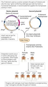 P element-mediated transformation in Drosophila