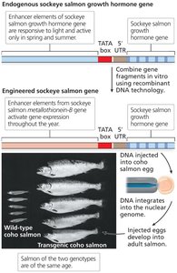 Creation of transgenic salmon