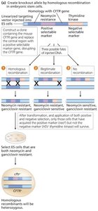 Creating a loss-of-function CFTR allele in mice (homologous recombination)