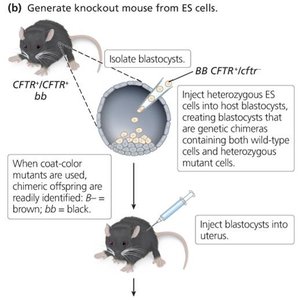 Generating knockout mice from ES cells (part 1)