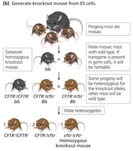 Generating knockout mice from ES cells (part 2)