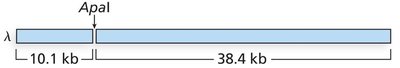 Lambda genome cut with ApaI