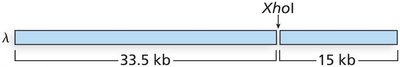 Lambda genome cut with XhoI (33.5 kb and 15 kb)