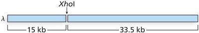 Lambda genome cut with XhoI (15 kb and 33.5 kb)