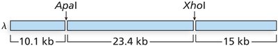 Lambda genome double digest (10.1, 23.4, 15 kb)