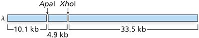 Lambda genome double digest (10.1, 4.9, 33.5 kb)