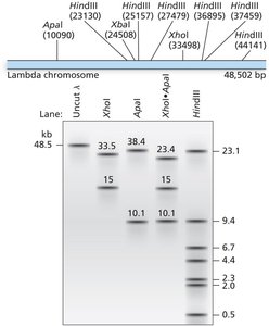 Restriction mapping of lambda phage