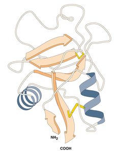 Protein tertiary structure