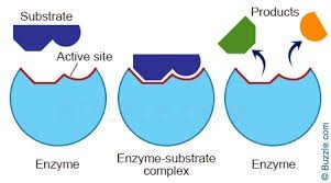 Enzyme active site and substrate interaction