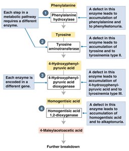Biochemical pathway for breakdown of phenylalanine showing steps blocked in various diseases
