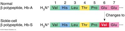 Amino acid sequence change in sickle cell anemia