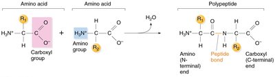 Formation of peptide bonds between amino acids