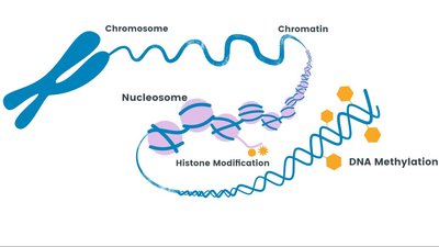 Genetics vs. Epigenetics diagram
