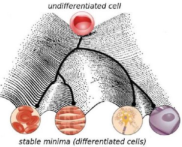 Cell differentiation from a totipotent state