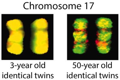 Epigenetic divergence in identical twins