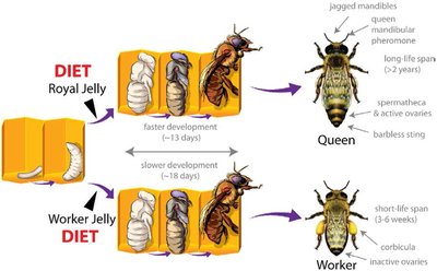 Epigenetic phenomenon in honey bee caste differentiation