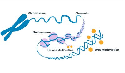 Transgenerational epigenetic inheritance diagram