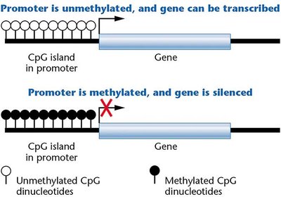 DNA methylation chemical structure and enzymes