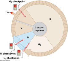 Cell cycle control system with checkpoints