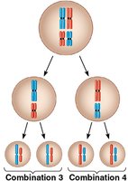 Independent assortment of chromosomes in meiosis