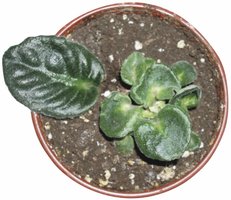 Asexual reproduction in plants