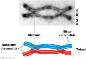 Crossing over between homologous chromosomes
