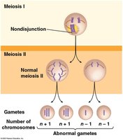 Nondisjunction during meiosis