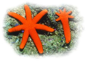 Asexual reproduction in starfish