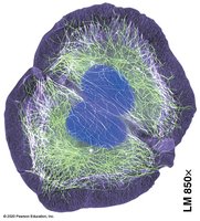 Cell division in the human body