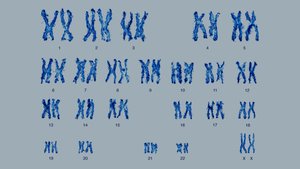 Human karyotype