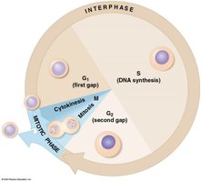The cell cycle diagram