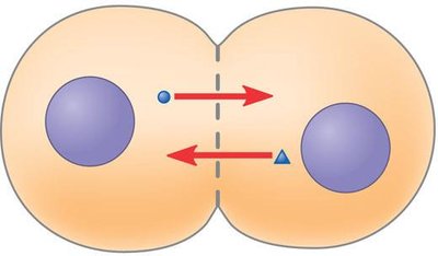 Gap junctions between animal cells