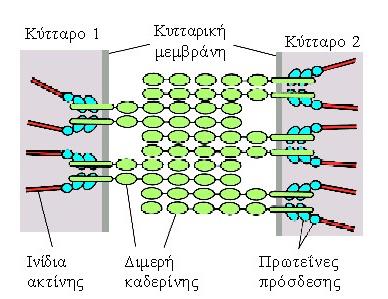 Adherens junction structure