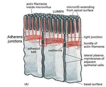 Adherens junctions in intestinal epithelial cells