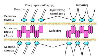 Comparison of adherens junctions and desmosomes